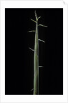 Phyllostachys bambusoides 'Violascens' (Japanese timbler bamboo) - shoot by Anonymous