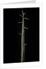 Phyllostachys bambusoides 'Violascens' (Japanese timbler bamboo) - shoot by Anonymous