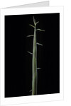 Phyllostachys bambusoides 'Violascens' (Japanese timbler bamboo) - shoot by Anonymous