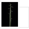 Phyllostachys bambusoides 'Violascens' (Japanese timbler bamboo) - shoot by Anonymous