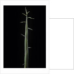 Phyllostachys bambusoides 'Violascens' (Japanese timbler bamboo) - shoot by Anonymous