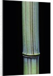 Phyllostachys bambusoides 'Violascens' (Japanese timbler bamboo) by Anonymous