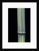 Phyllostachys bambusoides 'Violascens' (Japanese timbler bamboo) by Anonymous