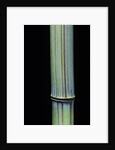 Phyllostachys bambusoides 'Violascens' (Japanese timbler bamboo) by Anonymous