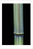 Phyllostachys bambusoides 'Violascens' (Japanese timbler bamboo) by Anonymous