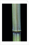 Phyllostachys bambusoides 'Violascens' (Japanese timbler bamboo) by Anonymous