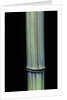 Phyllostachys bambusoides 'Violascens' (Japanese timbler bamboo) by Anonymous