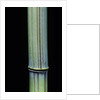 Phyllostachys bambusoides 'Violascens' (Japanese timbler bamboo) by Anonymous