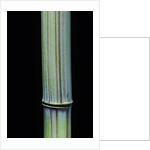 Phyllostachys bambusoides 'Violascens' (Japanese timbler bamboo) by Anonymous