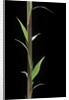 Phyllostachys decora (beautiful bamboo) - shoot by Anonymous