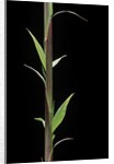 Phyllostachys decora (beautiful bamboo) - shoot by Anonymous