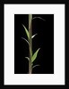 Phyllostachys decora (beautiful bamboo) - shoot by Anonymous