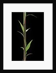 Phyllostachys decora (beautiful bamboo) - shoot by Anonymous