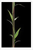 Phyllostachys decora (beautiful bamboo) - shoot by Anonymous