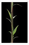 Phyllostachys decora (beautiful bamboo) - shoot by Anonymous