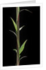Phyllostachys decora (beautiful bamboo) - shoot by Anonymous