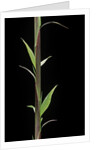 Phyllostachys decora (beautiful bamboo) - shoot by Anonymous