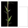Phyllostachys decora (beautiful bamboo) - shoot by Anonymous