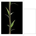 Phyllostachys decora (beautiful bamboo) - shoot by Anonymous