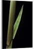 Phyllostachys decora (beautiful bamboo) - detail of the sheath by Anonymous