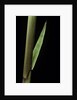 Phyllostachys decora (beautiful bamboo) - detail of the sheath by Anonymous