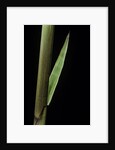 Phyllostachys decora (beautiful bamboo) - detail of the sheath by Anonymous