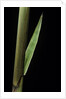 Phyllostachys decora (beautiful bamboo) - detail of the sheath by Anonymous