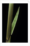 Phyllostachys decora (beautiful bamboo) - detail of the sheath by Anonymous