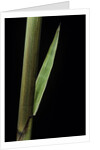 Phyllostachys decora (beautiful bamboo) - detail of the sheath by Anonymous