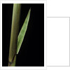 Phyllostachys decora (beautiful bamboo) - detail of the sheath by Anonymous