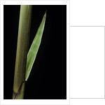 Phyllostachys decora (beautiful bamboo) - detail of the sheath by Anonymous