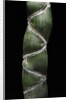 Phyllostachys edulis var. heterocycla (tortoiseshell bamboo, Kikkouchiku) by Anonymous