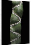 Phyllostachys edulis var. heterocycla (tortoiseshell bamboo, Kikkouchiku) by Anonymous