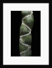 Phyllostachys edulis var. heterocycla (tortoiseshell bamboo, Kikkouchiku) by Anonymous