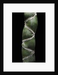 Phyllostachys edulis var. heterocycla (tortoiseshell bamboo, Kikkouchiku) by Anonymous