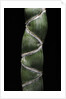 Phyllostachys edulis var. heterocycla (tortoiseshell bamboo, Kikkouchiku) by Anonymous