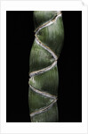 Phyllostachys edulis var. heterocycla (tortoiseshell bamboo, Kikkouchiku) by Anonymous