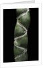 Phyllostachys edulis var. heterocycla (tortoiseshell bamboo, Kikkouchiku) by Anonymous