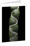 Phyllostachys edulis var. heterocycla (tortoiseshell bamboo, Kikkouchiku) by Anonymous