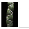 Phyllostachys edulis var. heterocycla (tortoiseshell bamboo, Kikkouchiku) by Anonymous
