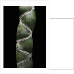 Phyllostachys edulis var. heterocycla (tortoiseshell bamboo, Kikkouchiku) by Anonymous