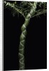 Phyllostachys edulis var. heterocycla (tortoiseshell bamboo, Kikkouchiku) by Anonymous