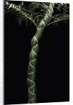 Phyllostachys edulis var. heterocycla (tortoiseshell bamboo, Kikkouchiku) by Anonymous