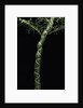 Phyllostachys edulis var. heterocycla (tortoiseshell bamboo, Kikkouchiku) by Anonymous