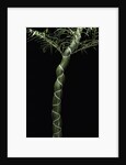 Phyllostachys edulis var. heterocycla (tortoiseshell bamboo, Kikkouchiku) by Anonymous