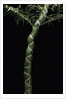Phyllostachys edulis var. heterocycla (tortoiseshell bamboo, Kikkouchiku) by Anonymous