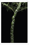 Phyllostachys edulis var. heterocycla (tortoiseshell bamboo, Kikkouchiku) by Anonymous