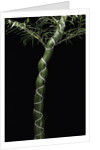 Phyllostachys edulis var. heterocycla (tortoiseshell bamboo, Kikkouchiku) by Anonymous