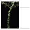 Phyllostachys edulis var. heterocycla (tortoiseshell bamboo, Kikkouchiku) by Anonymous