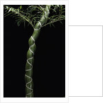 Phyllostachys edulis var. heterocycla (tortoiseshell bamboo, Kikkouchiku) by Anonymous